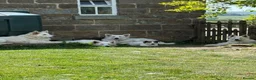German Shepherd dogs for sale: Stunning White KC Long Haired GSD pups ready 18/12 - Advert 13