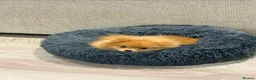 Pomeranian dogs for sale: Beautiful Pomeranian Girl Bambi - Advert 3