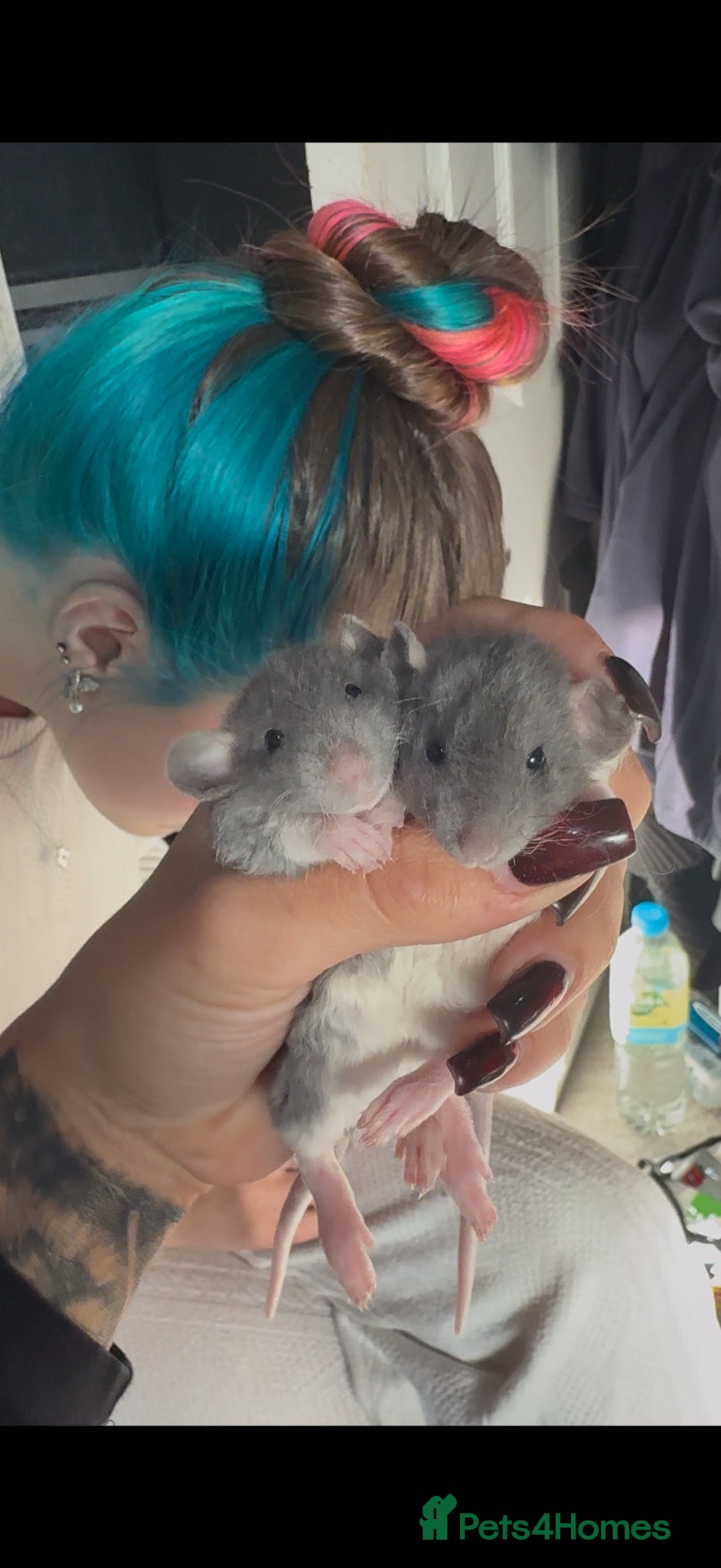 Rat rodents for sale: Baby rats  - Advert 1