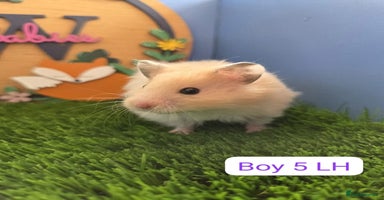 Hamster rodents Syrian Hamster Baby Babies Girls Boys Pedigree  - Advert 2