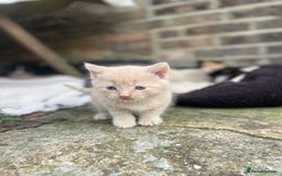 Mixed Breed cats for sale: Kittens for sale  - Image 14