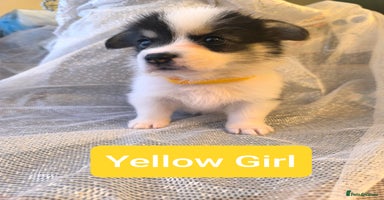 Welsh Corgi Pembroke dogs - Advert 8