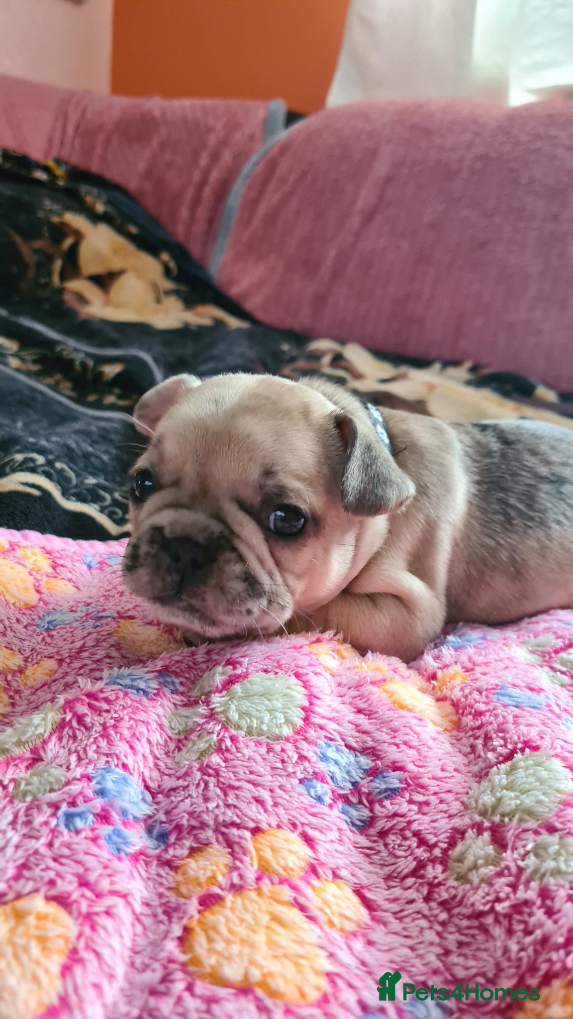 French Bulldog dogs for sale: French bulldog - Advert 3