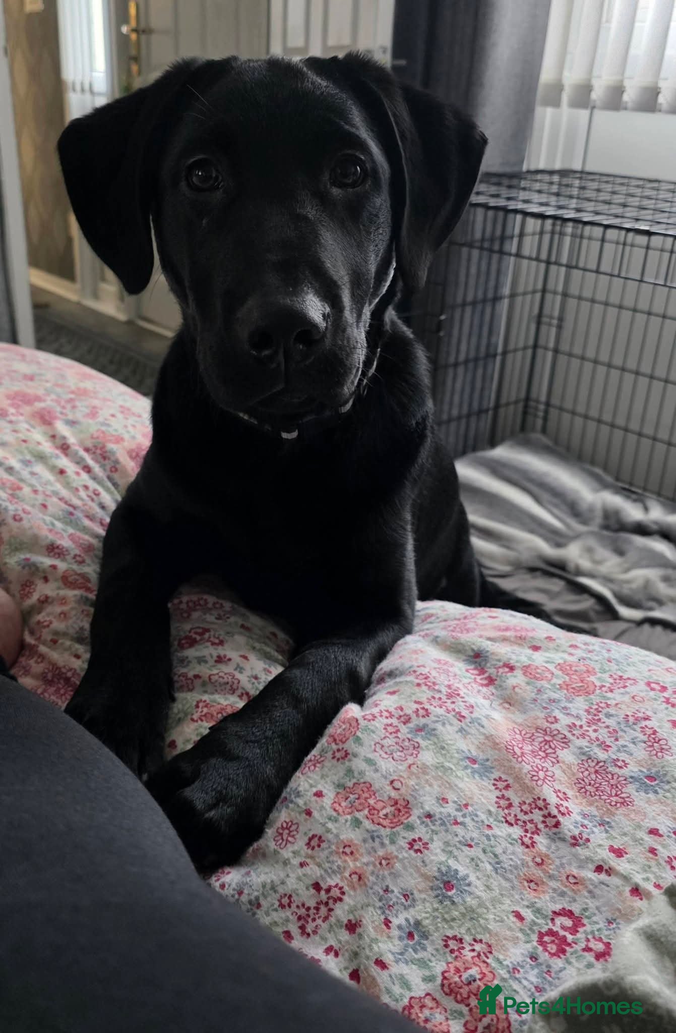 Labrador Retriever dogs Blue Labrador  - Advert 3