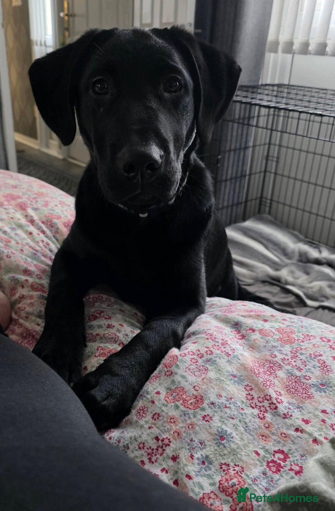 Labrador Retriever dogs for sale: Blue Labrador  - Advert 2