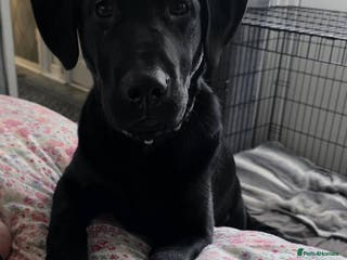 Labrador Retriever dogs Blue Labrador - Advert 3