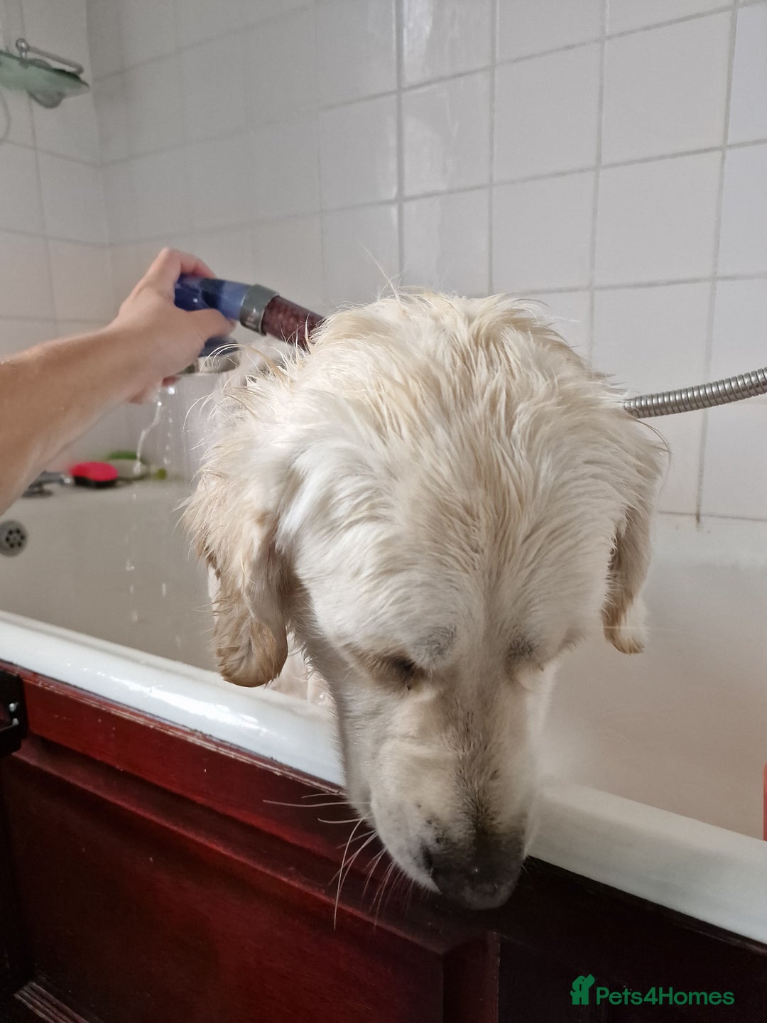 Golden Retriever dogs for sale: Dave the Retriever - Image 7