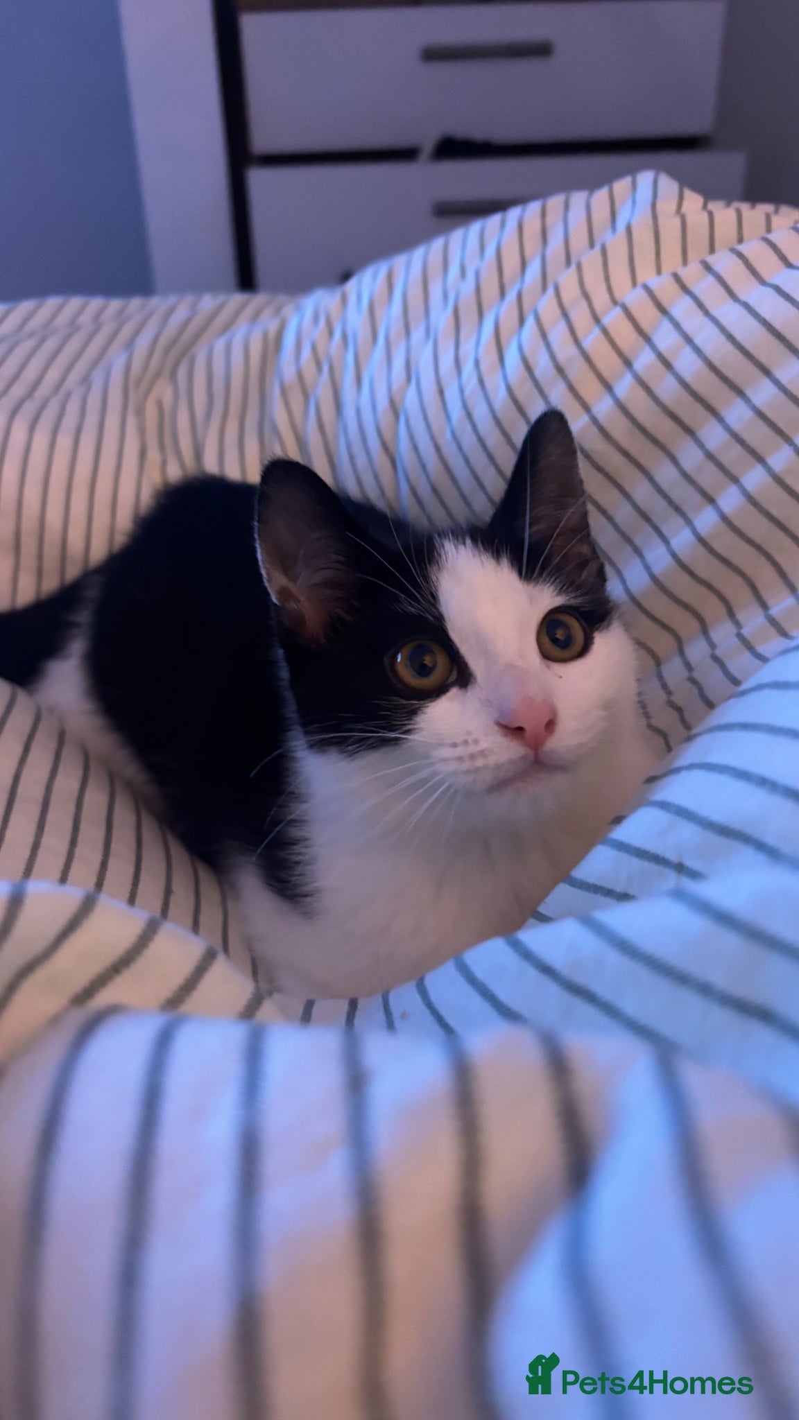 Mixed Breed cats for sale: little towi - Advert 1