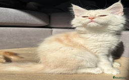Maine Coon cats for sale: TICA registered Maine Coon kittens  - Image 10