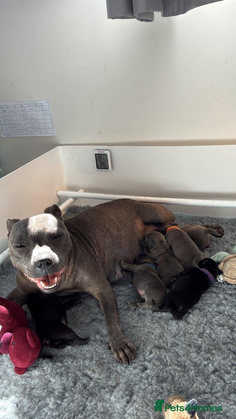 Staffordshire Bull Terrier dogs Beautiful Staffordshire puppies  - Advert 1