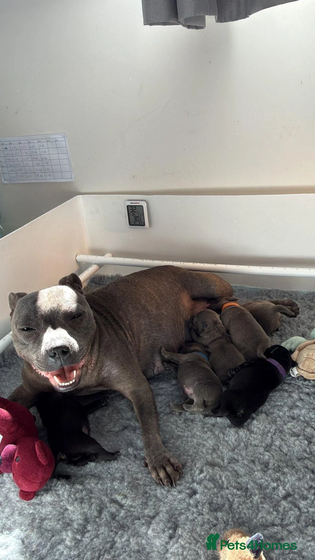 Staffordshire Bull Terrier dogs for sale: Beautiful Staffordshire puppies  in Manchester - Advert 1