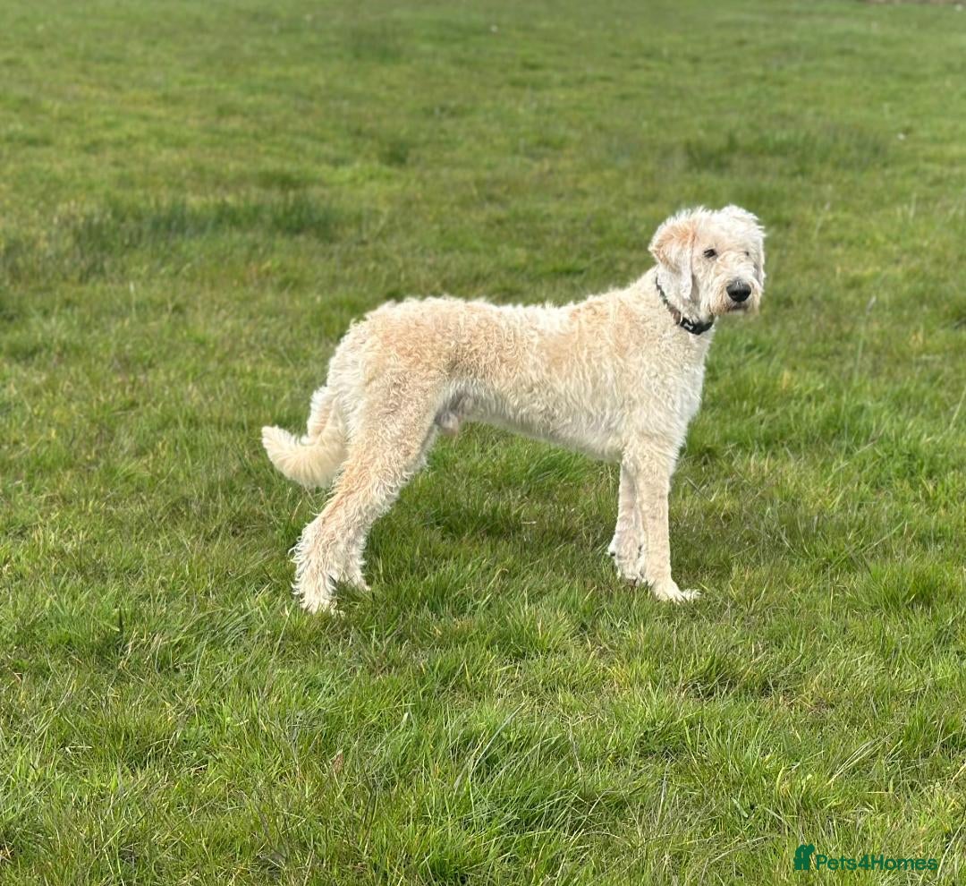 Mixed Breed dogs ST /BERNADOODLE BOY 10 MONTHS OLD - Advert 4