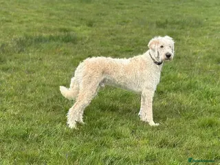 Mixed Breed dogs ST /BERNADOODLE BOY 10 MONTHS OLD - Advert 2