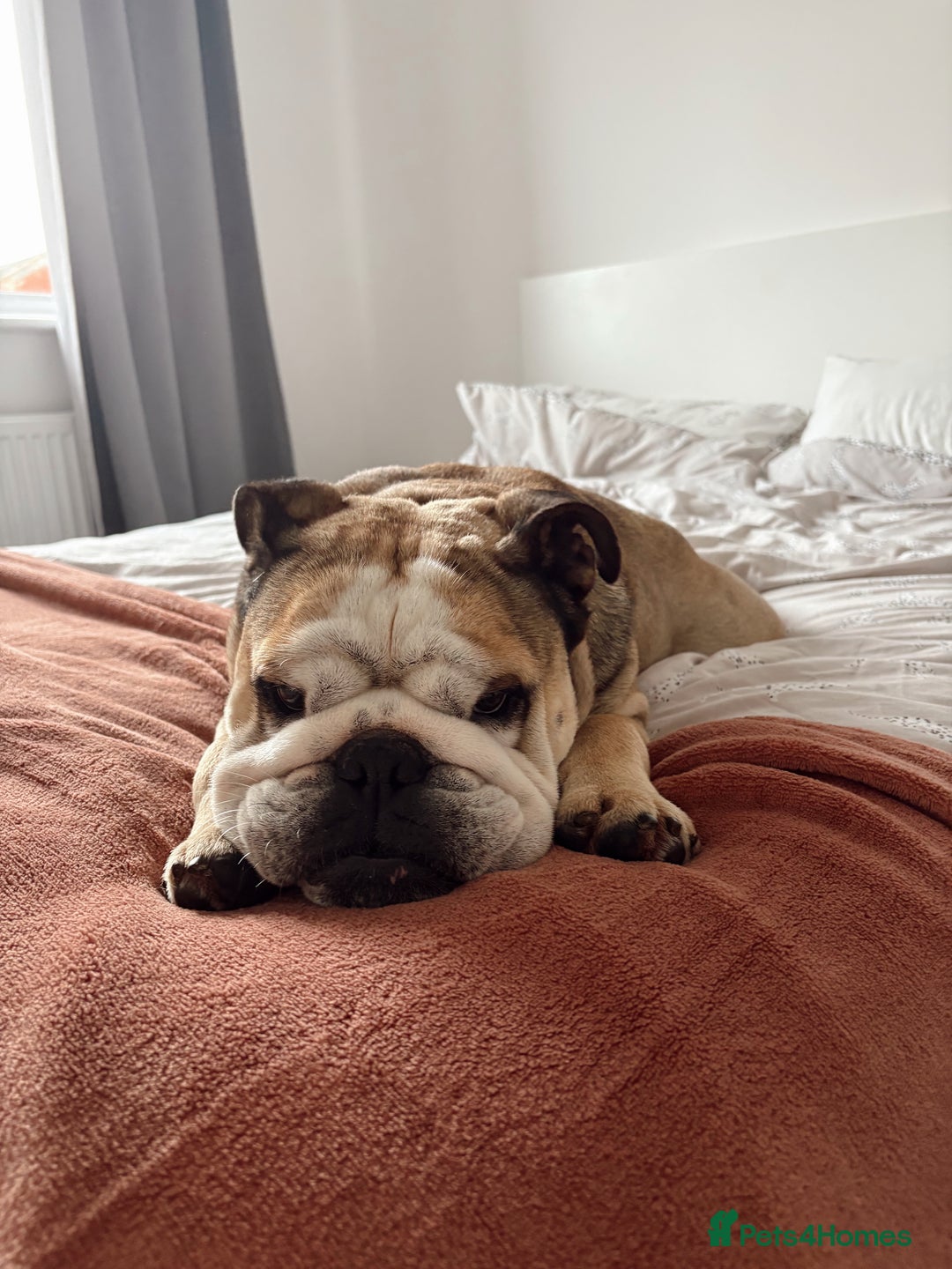 English Bulldog dogs for stud: Proven KC English Bulldog for Stud - Advert 6