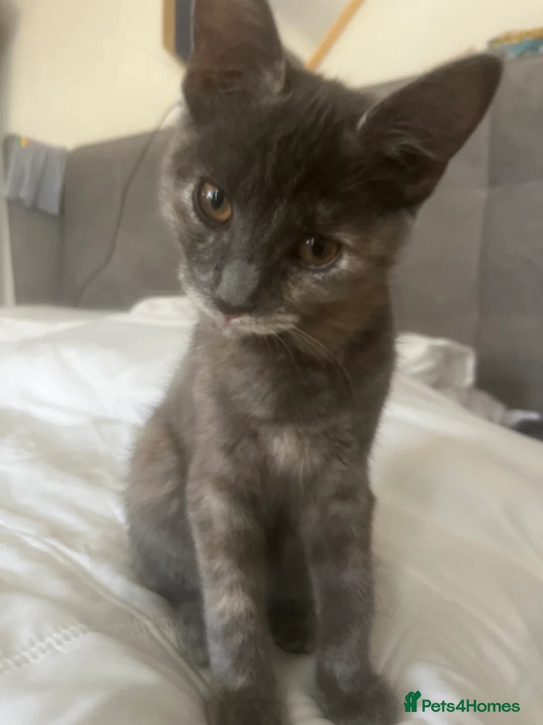 British Shorthair cats for sale: 2 sisters in Mansfield - Advert 5