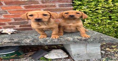 Labrador Retriever dogs - Advert 15