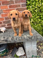 Labrador Retriever dogs - Advert 9