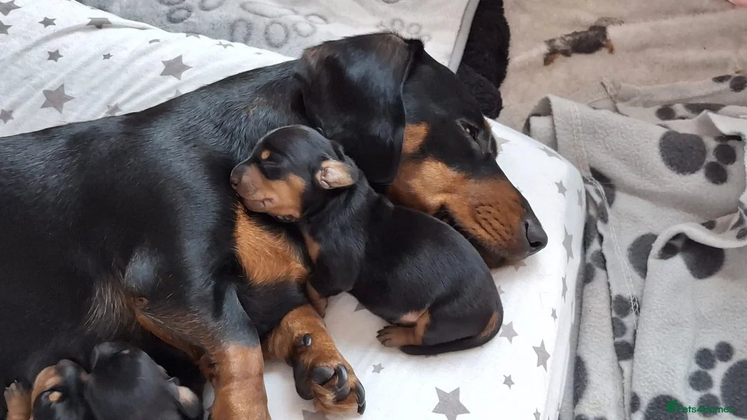 Dachshund dogs for sale: Miniature Dauchund Isabella and Black/Tan pups.  - Advert 14