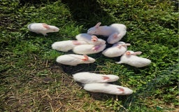 New Zealand rabbits for sale: 11 New zealand rabbits for Sale - Image 10