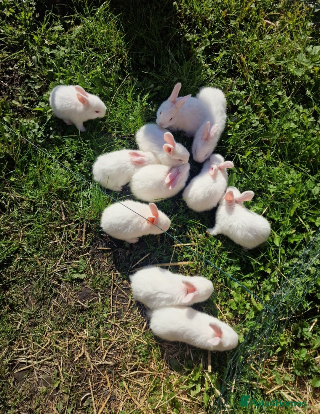 New Zealand rabbits for sale: 11 New zealand rabbits for Sale - Image 10