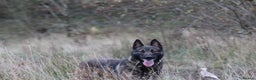 Belgian Shepherd Dog dogs for stud: FCI Belgian Malinois for Stud - Advert 7