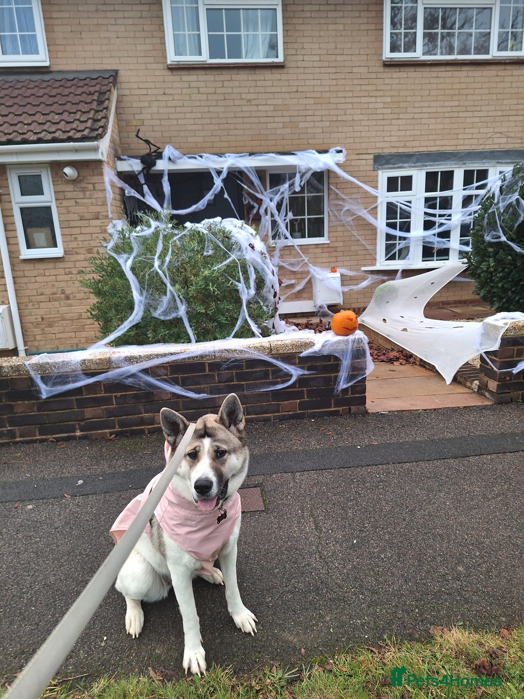 Akita dogs for sale: Sweet Akita Girl - Image 4