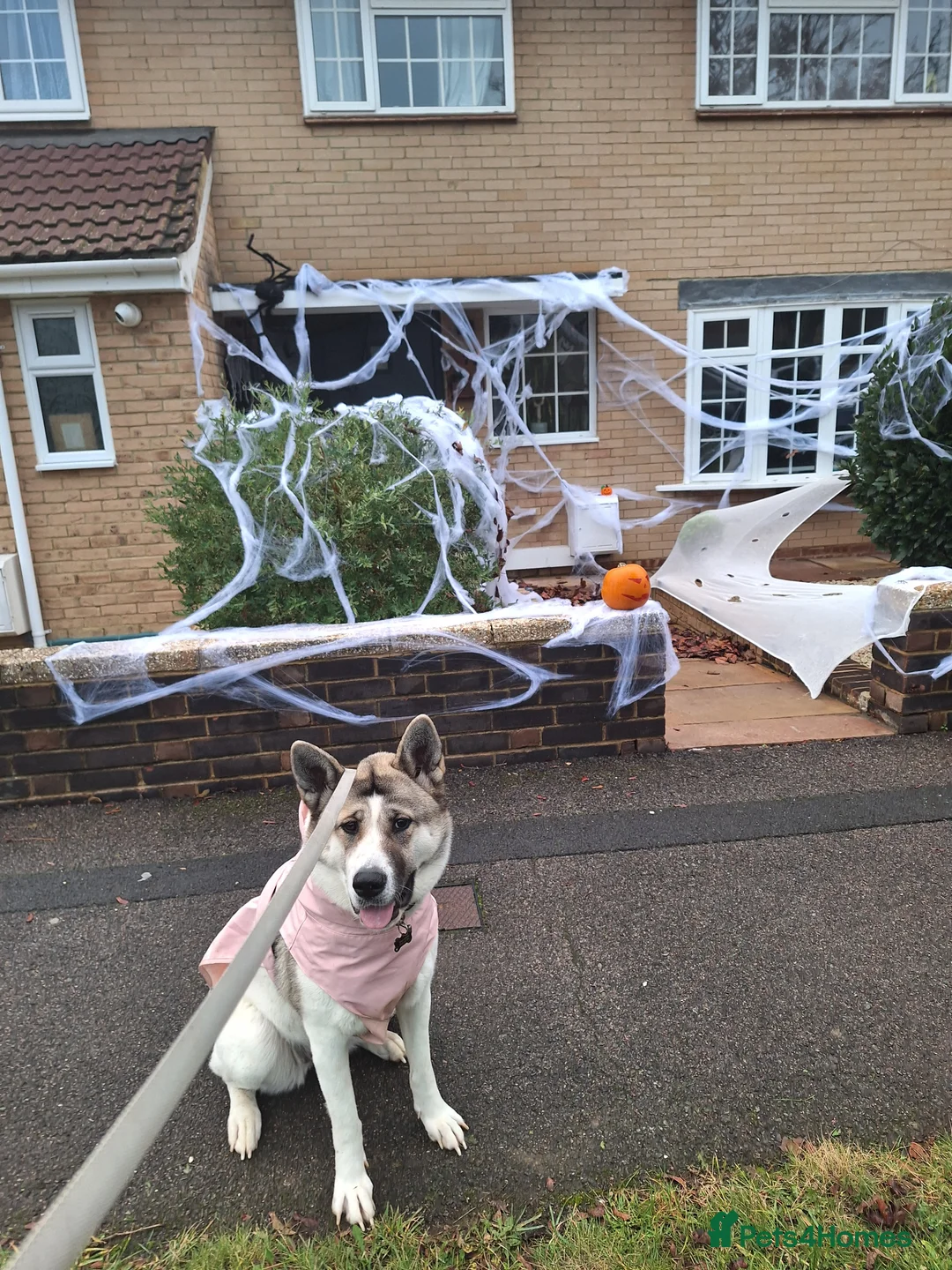 Akita dogs for sale: Sweet Fluffy Girl Dog - Advert 6