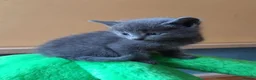 Russian Blue cats for sale: Speldid Russian Blues _Kittens. - Advert 2