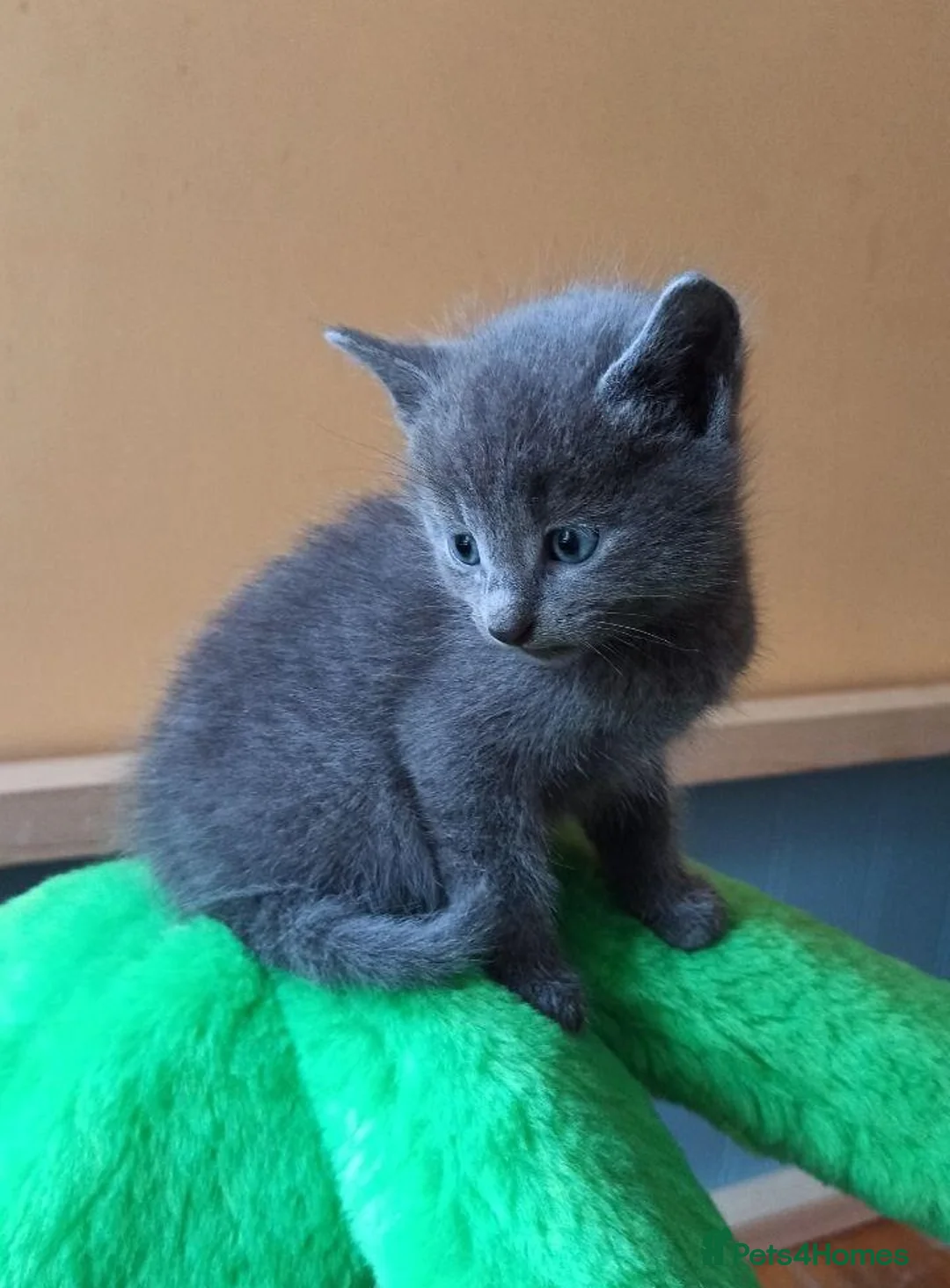 Russian Blue cats for sale: Speldid Russian Blues _Kittens. - Advert 2