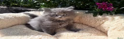 Mixed Breed cats for sale: Beautiful Maine Coon x Ragdoll Kittens for Sale - Advert 10