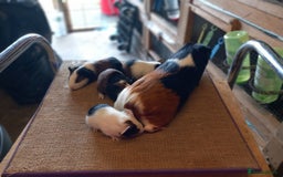 Guinea Pig rodents for sale: Baby guinea pigs for sale  - Image 9