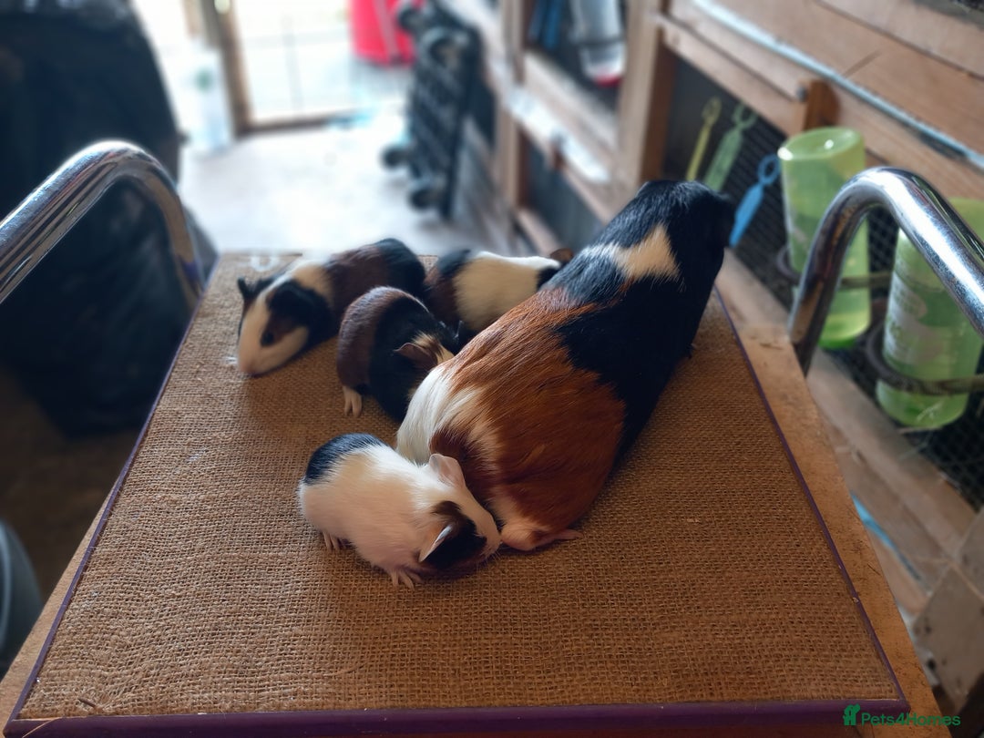 Guinea Pig rodents for sale: Baby guinea pigs for sale  - Image 9