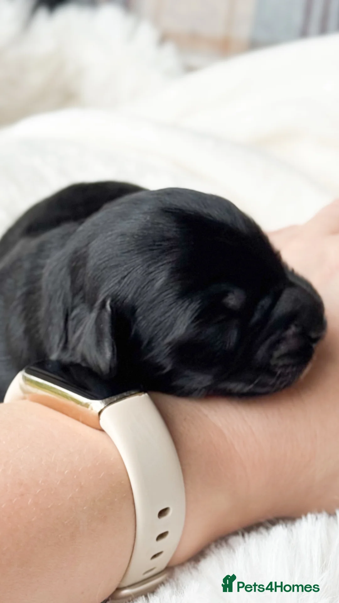 Australian Labradoodle dogs for sale: Five Australian Labradoodle puppies - Advert 11