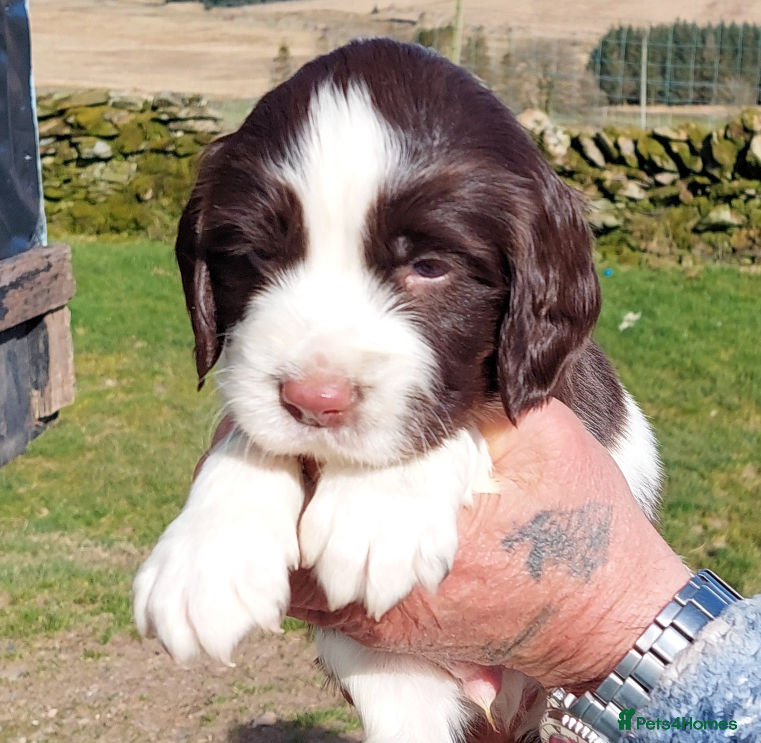 English Springer Spaniel dogs for sale: Springer Spaniel Puppies for sale - Advert 1