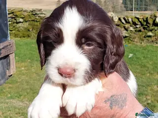 English Springer Spaniel dogs for sale: Springer Spaniel Puppies for sale - Advert 1