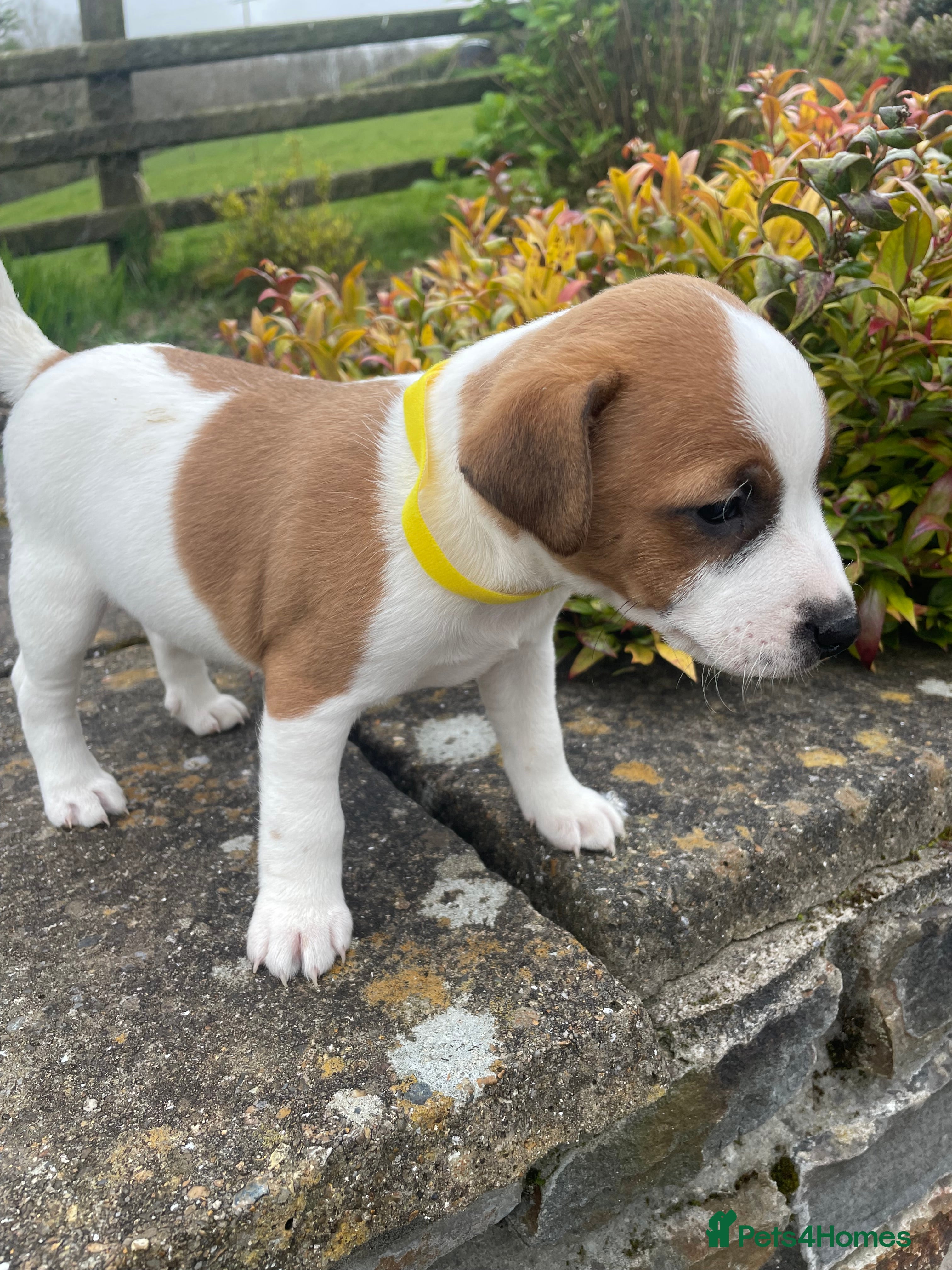 Jack Russell dogs Healthy chunky JRT puppies  - Advert 2