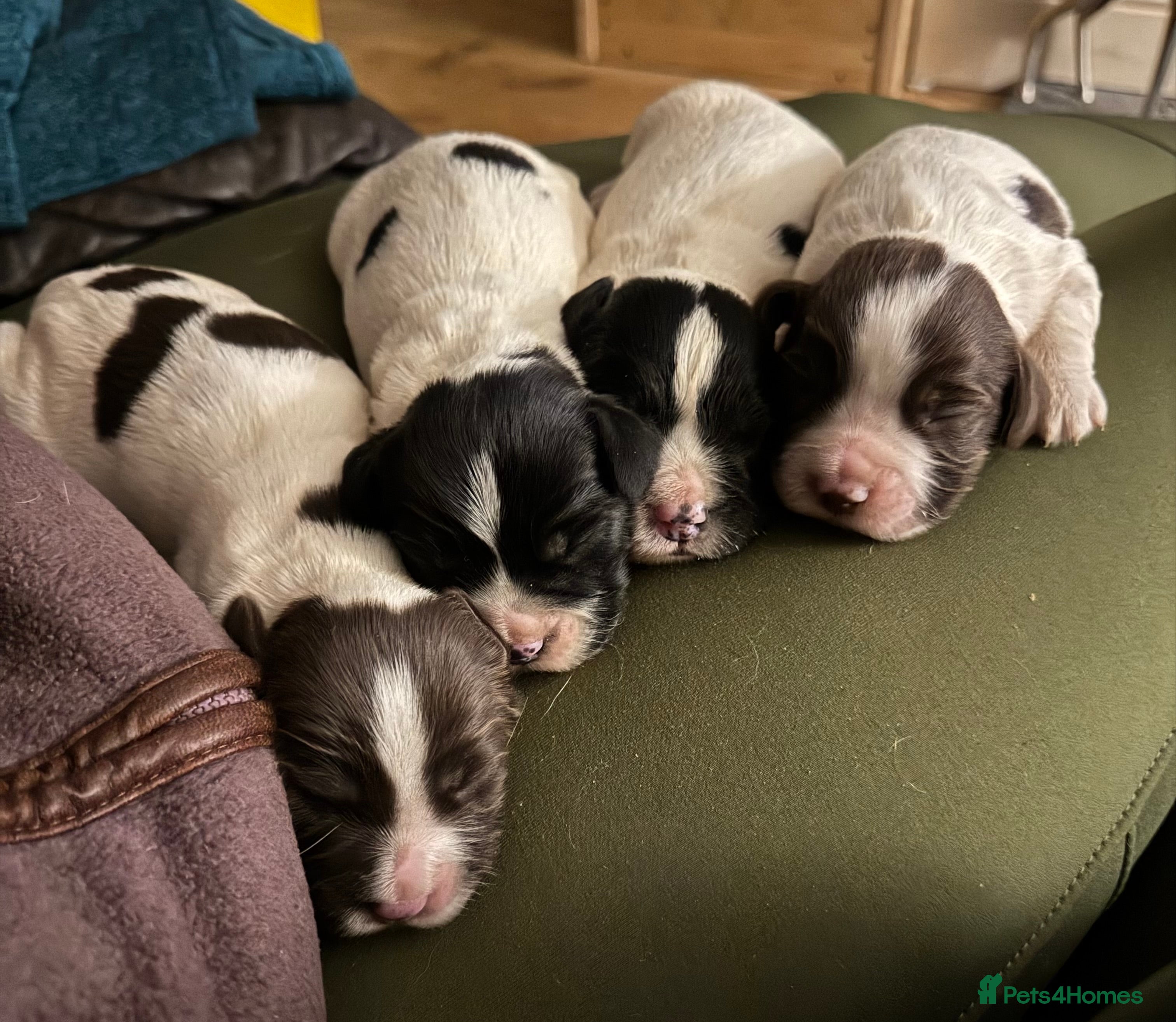 English Springer Spaniel dogs Quality B&amp;W English Springer Spaniel Puppies - Advert 6