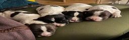 English Springer Spaniel dogs for sale: Quality B&W English Springer Spaniel Puppies - Advert 1