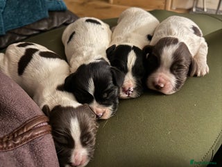 English Springer Spaniel dogs Quality B&W English Springer Spaniel Puppies - Advert 2