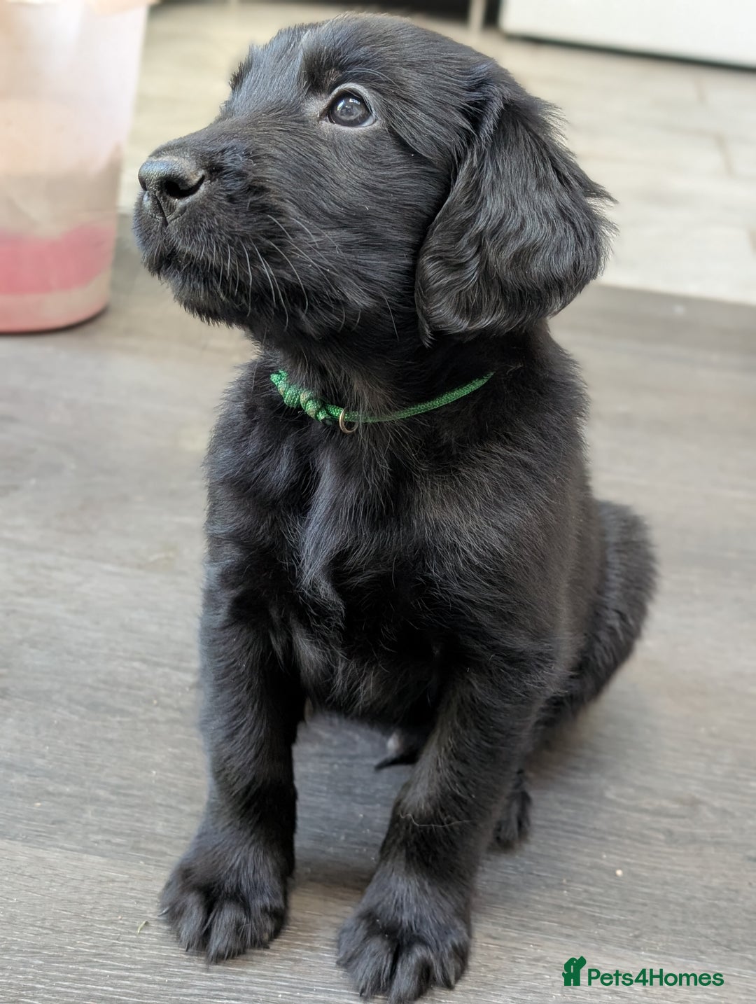 Flat coated Retriever dogs for sale: READY NOW Flat Coated Retriever Puppies - Image 5