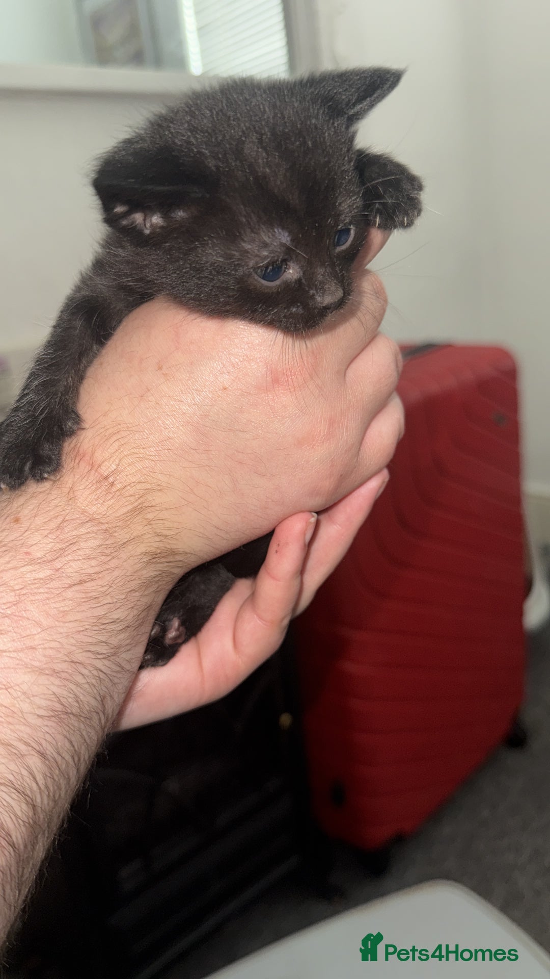 Mixed Breed cats for sale: Gorgeous lovely kittens looking for forever home  - Image 2