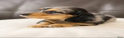 Miniature Dachshund dogs for sale: Stunning Silver Dapple Long Haired Dachshund Pups - Advert 8