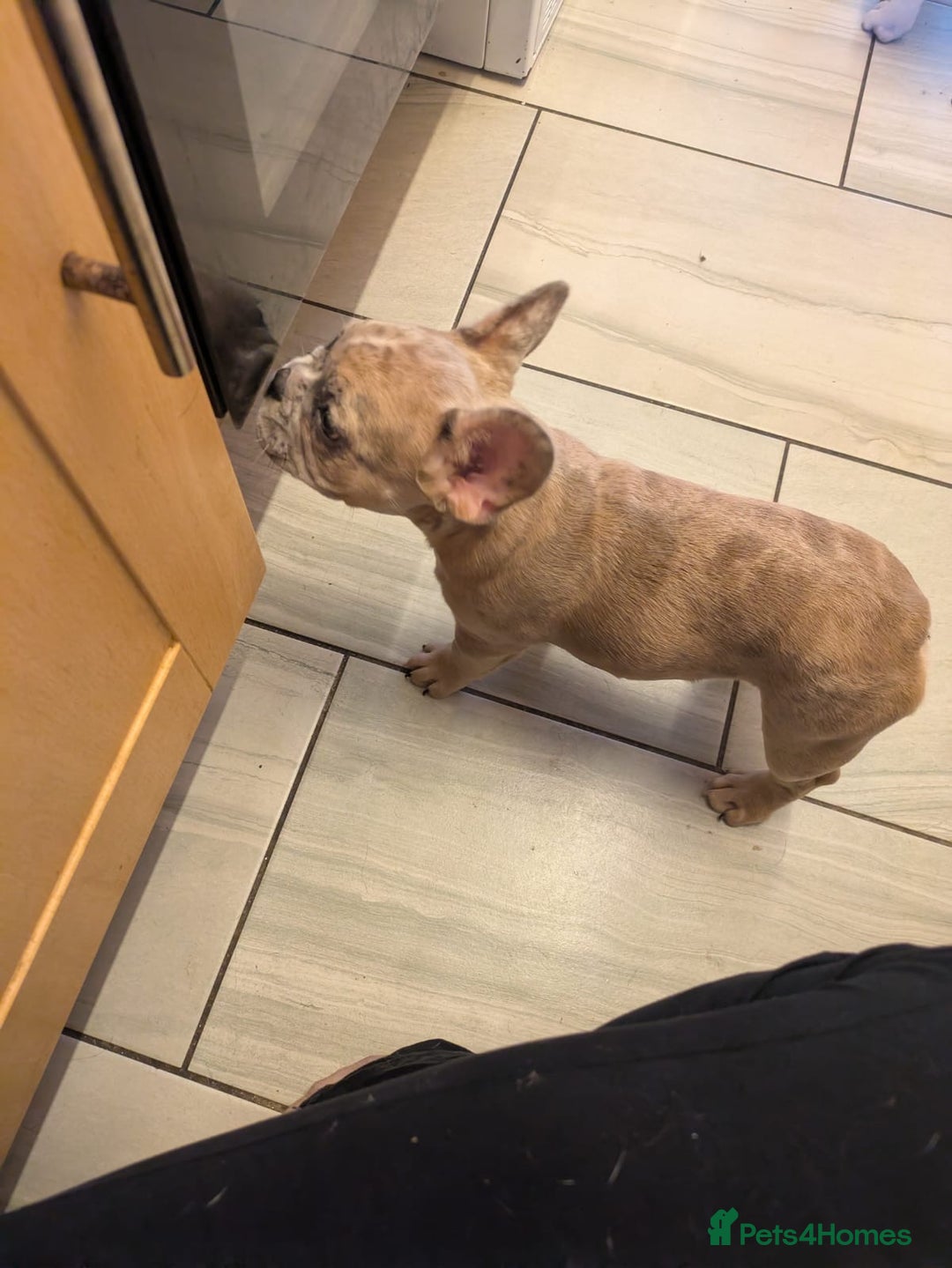 French Bulldog dogs for sale: fluffy carrier French bulldog girls  - Image 12