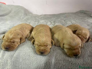 Labrador Retriever dogs Stunning chunky fox red pups - Advert 10