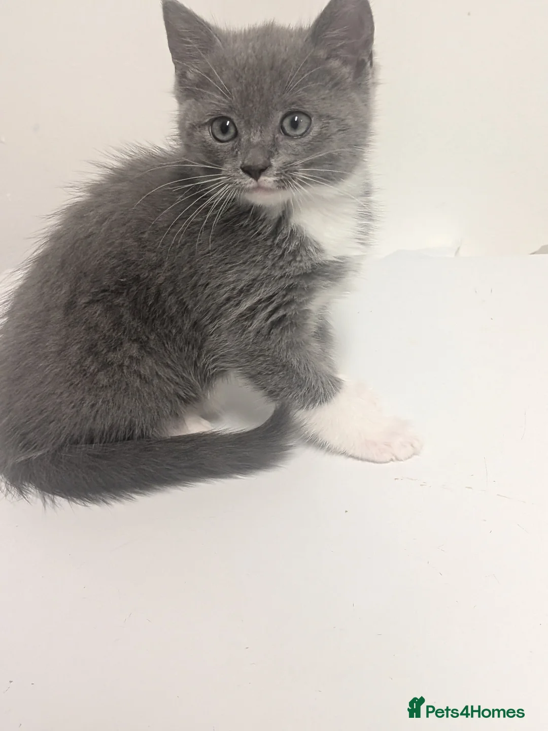 Mixed Breed cats for sale: Beautiful half ragdoll kitten mother is with her. - Advert 2