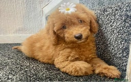 Cavapoo dogs for sale: Cavapoo Girls  - Image 2