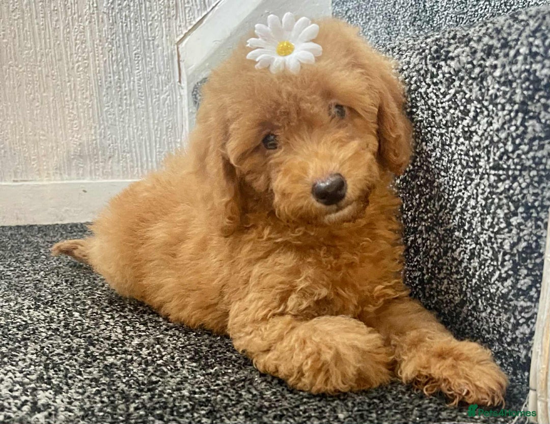 Cavapoo dogs for sale: Cavapoo Girls  - Image 2