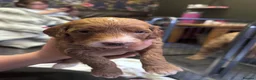 Mixed Breed dogs for sale: 7 week Cockadoodles. Reduced Price.  - Advert 31