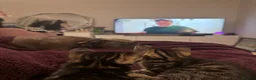 Mixed Breed cats for sale: Beauty Bengal Cross Kittens Looking for Their home - Advert 6