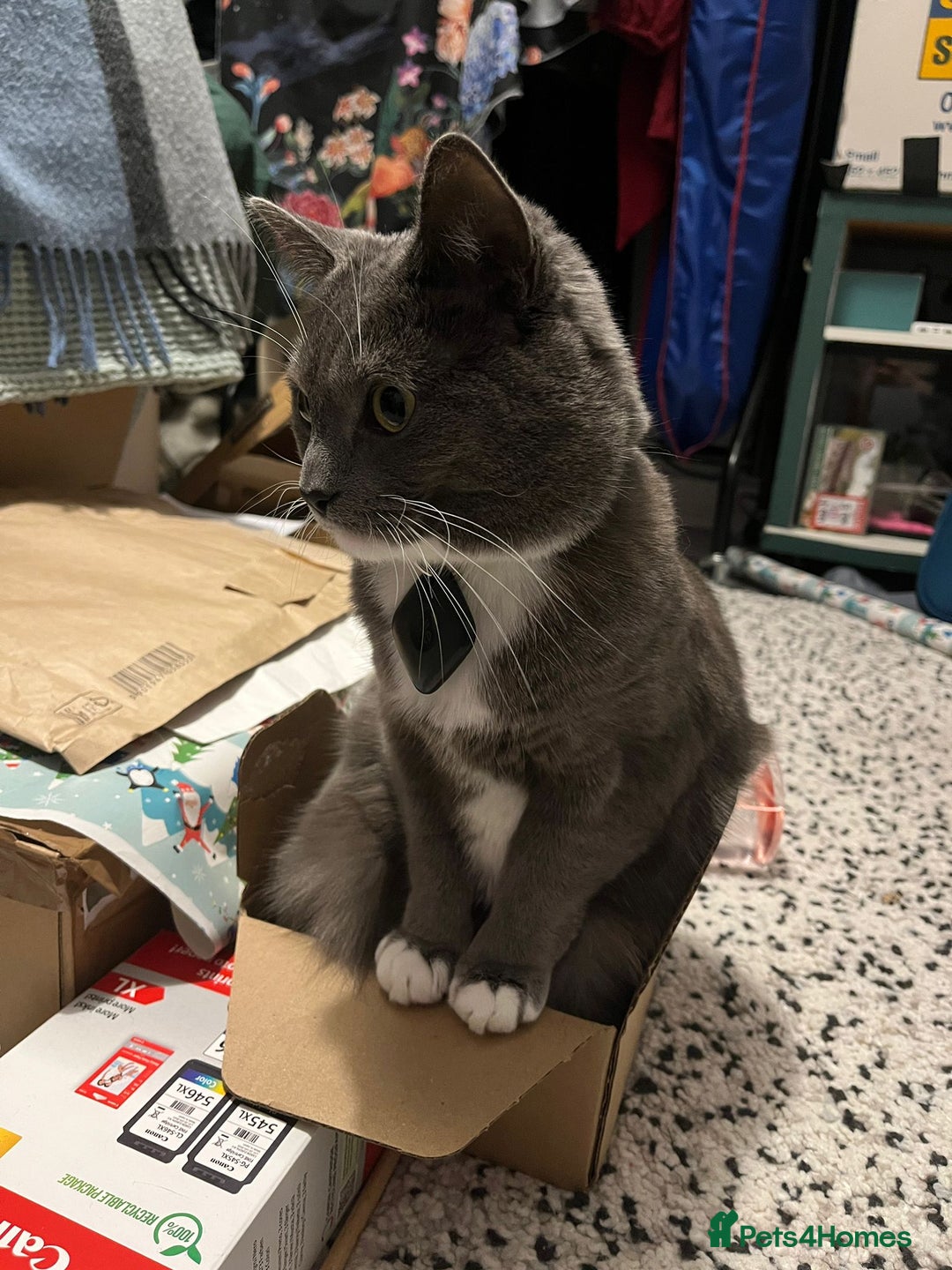 Mixed Breed cats for sale: Harness-trained cat looking for new home - Advert 5